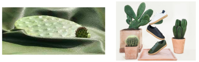 cactus leather