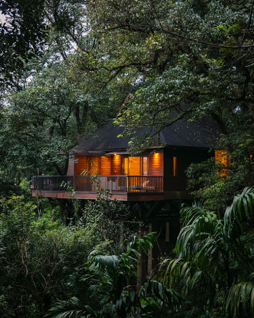 the tamara coorg