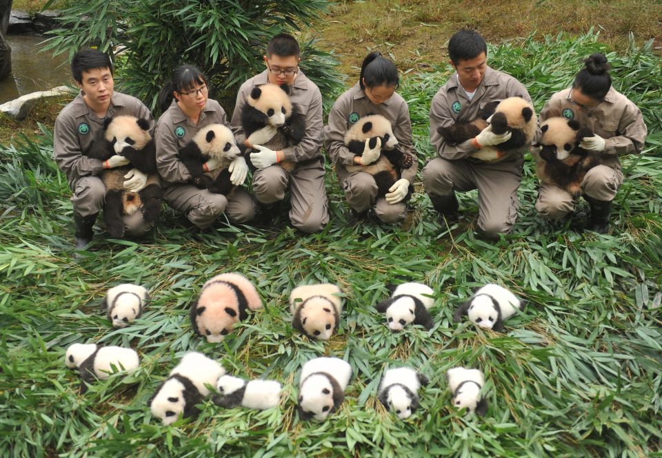 nesli tükenen pandalar