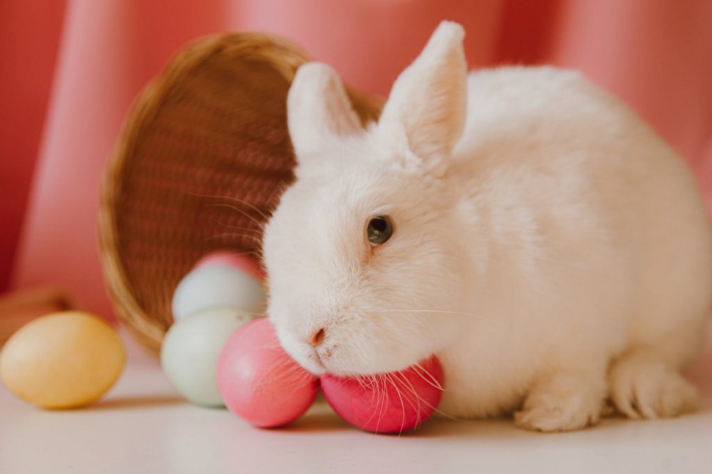 cruelty free logo